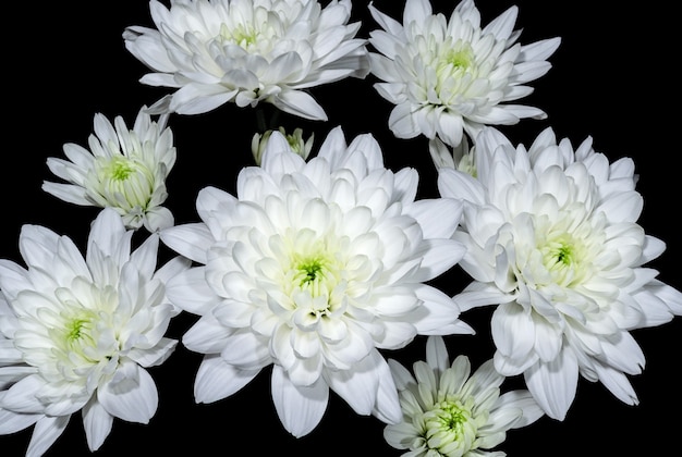 Ramo de crisantemos blancos sobre un fondo oscuro cerrar flores y plantas