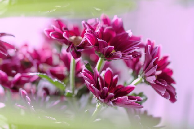 Un ramo de crisantemos fucsias en un fondo rosado con la falta de definición verde.