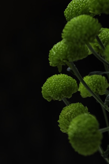 Ramo de crisantemos verdes sobre un fondo negro