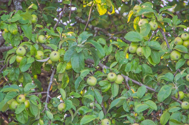 Ramo da Apple fechar com a Apple.