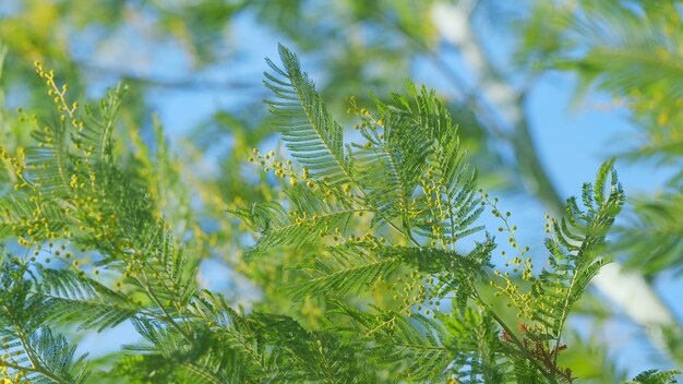 Ramo da árvore de mimosa flores ensolaradas conceito da estação de primavera flores fofinhas no jardim de primavera