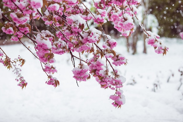 Ramo da árvore de sakura florescendo sob a neve