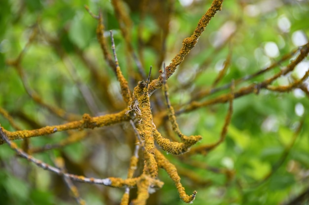Ramo da árvore doente infectado com fungo