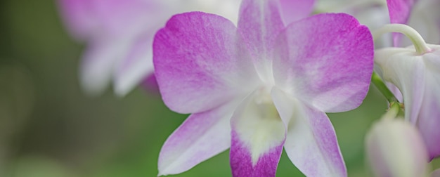 Ramo da bela orquídea rosa Phalaenopsis no fundo desfocado, closeup. Conceito de natureza