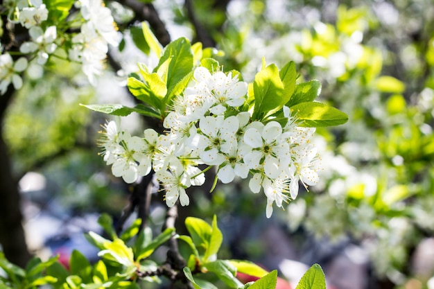 Ramo da flor de cerejeira da primavera