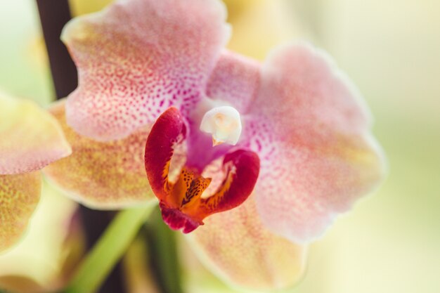 Ramo da orquídea rosa desabrocham