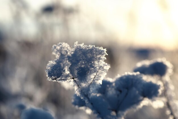 Ramo da planta coberto com neve macro de inverno