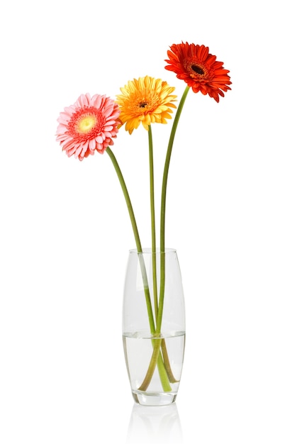 Ramo de daisy-gerbera en florero de vidrio aislado en blanco