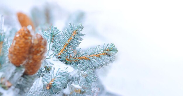 Foto ramo de abeto azul no gelo com cones de pinheiro castanhos em um fundo branco coberto de neve