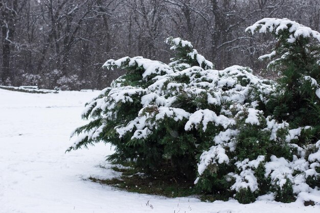 Foto ramo de abeto coberto de neve no parque um passeio no parque de inverno