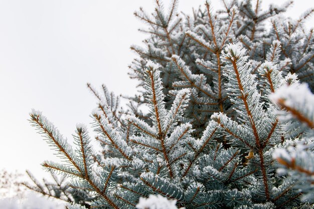 Ramo de abeto com neve branca. Árvore de abeto de inverno na geada. Camada de neve em ramos de abeto com geada. Ramos de abeto de árvore conífera na neve para o ano novo.