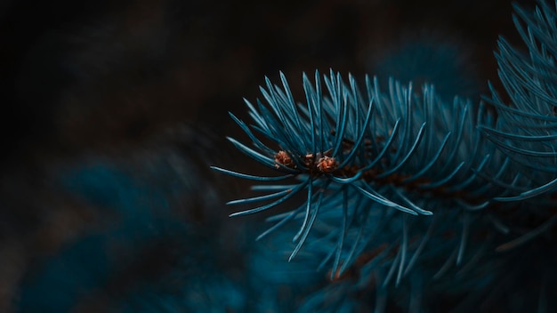 Ramo de abeto fechado com bokeh Foto em tom azul Foto noturna escura