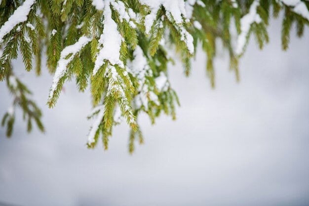 Ramo de abeto verde ao ar livre sob neve no inverno