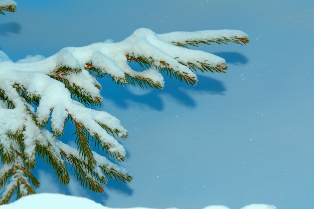 Ramo de abetos coníferos Floresta de inverno congelada com árvores cobertas de neve