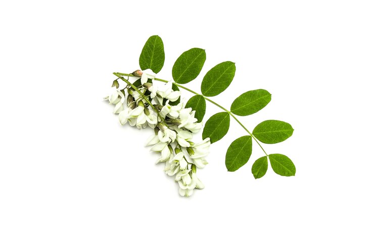 Foto ramo de acácia na primavera em um fundo branco