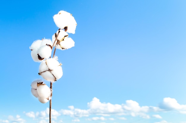 Ramo de algodão florescendo contra o céu azul