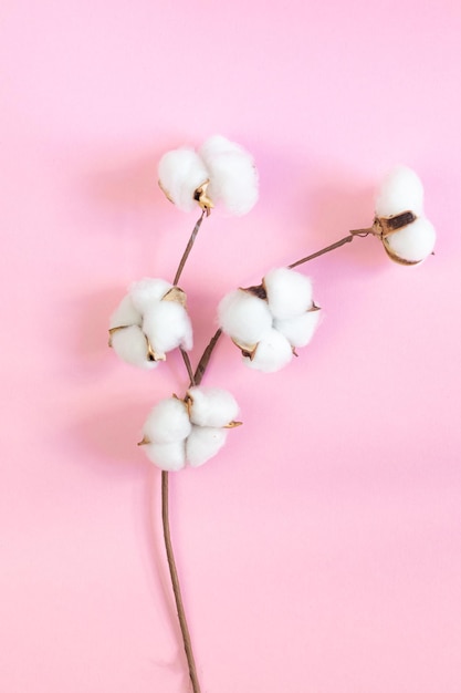 Foto ramo de algodão florescendo em rosa
