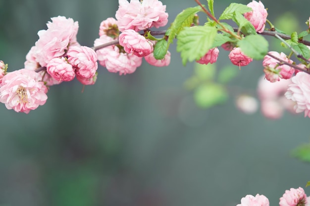 Ramo de amêndoa florida com flores cor de rosa primavera