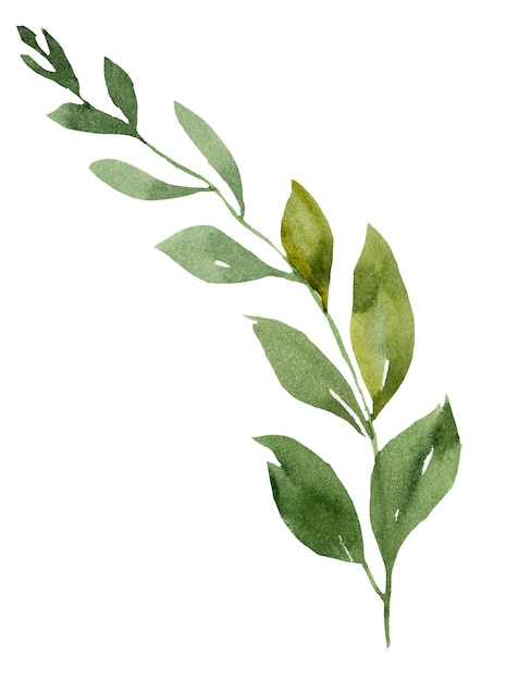 Foto ramo de aquarela com folhas verdes ilustração isolada elemento de casamento botânico