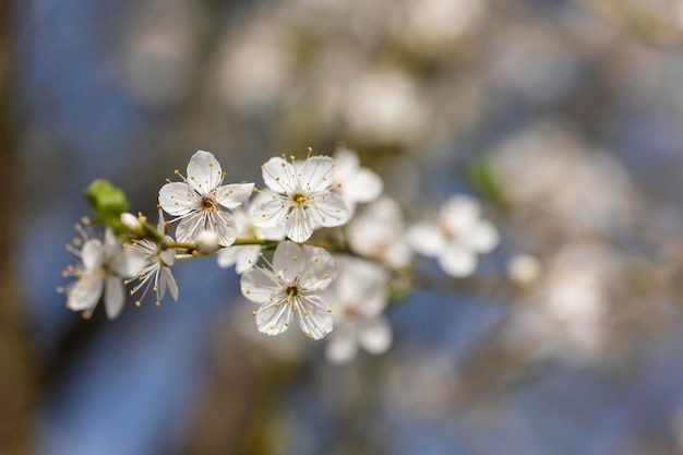 Ramo de árvore com flores brancas