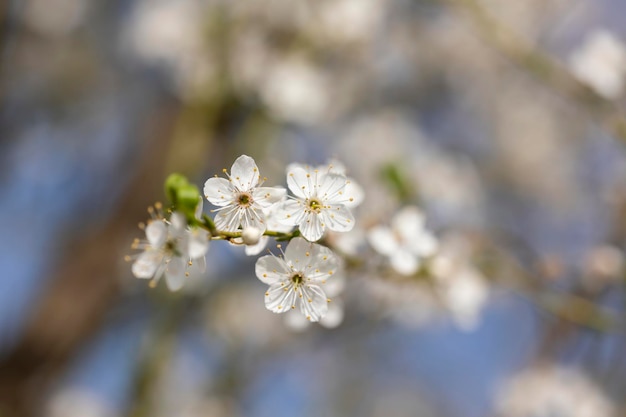 Ramo de árvore com flores brancas