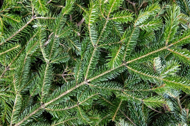 Ramo de árvore de abeto fechar fundo de Natal Agulhas de abeto natural