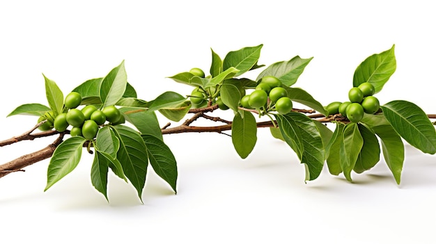 Foto ramo de árvore de café com folhas verdes e frutos de café imaturos ou cerejas de café