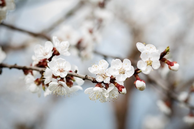 Ramo de árvore de damasco no período de floração da primavera em fundo desfocado. Foco seletivo em flores.