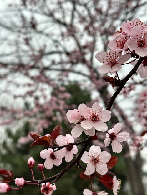 Ramo de árvore de flor de cerejeira