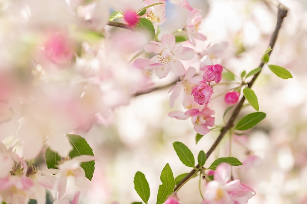 Ramo de árvore de flor-de-rosa. Fundo desfocado. Feche acima, foco seletivo.