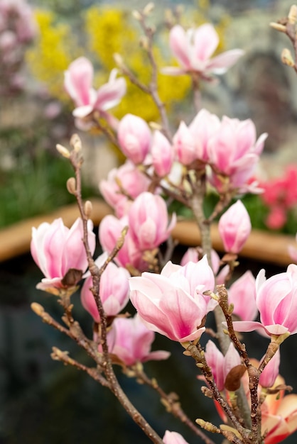 Ramo de árvore de magnólia florescendo com delicadas flores cor de rosa e botões na primavera