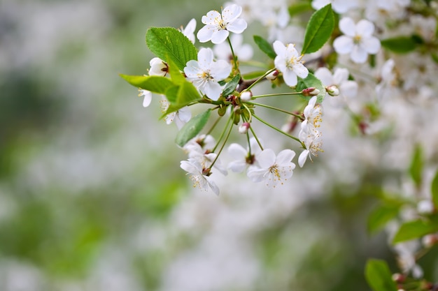 Ramo de árvore em flor