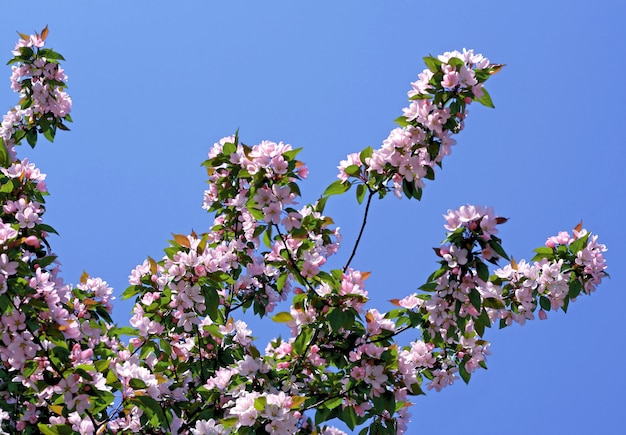 Ramo de árvore florescendo com flores rosa sobre fundo de céu azul