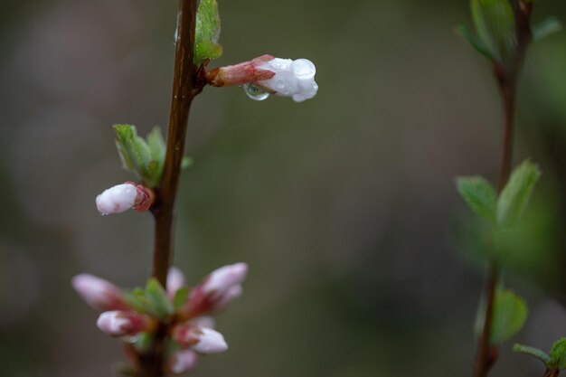 Ramo de árvore florescendo com pingos de chuva no conceito de primavera primavera