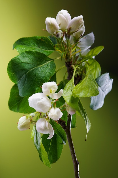 Ramo de árvore frutífera florescendo em fundo verde