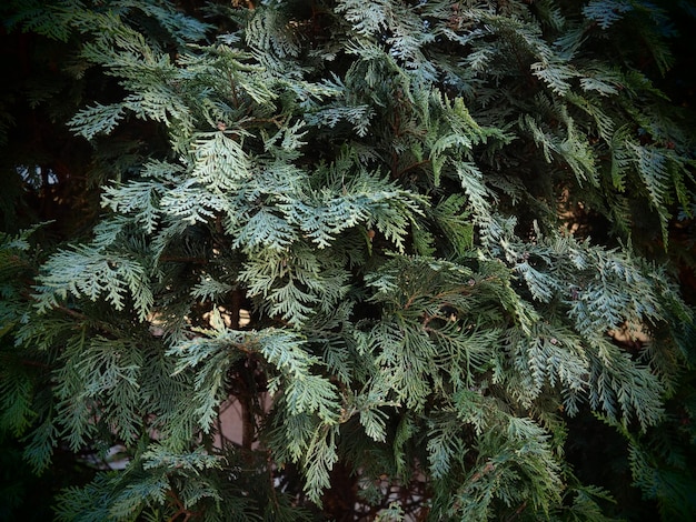 Ramo de árvore perene Closeup de lindas folhas verdes de natal de árvores Thuja Thuja galho Thuja occidentalis é uma árvore conífera sempre verde