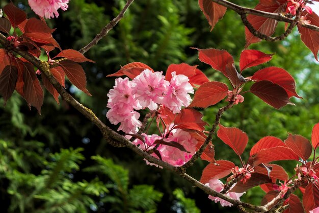 Ramo de árvore Sakura florescendo rosa