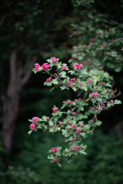 Foto ramo de árvore verde florescendo com pequenas flores vermelhas com um bonito bokeh