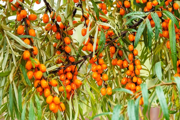 Foto ramo de bagas de espinheiro mar laranja