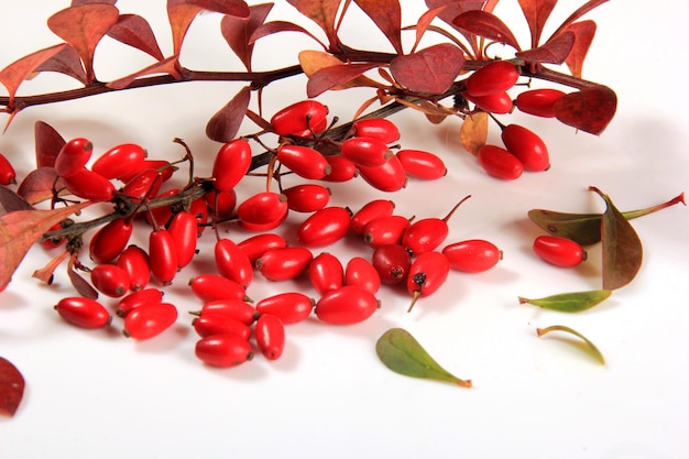 Ramo de bérberis (Berberis vulgaris) com frutos vermelhos maduros isolados em um fundo branco