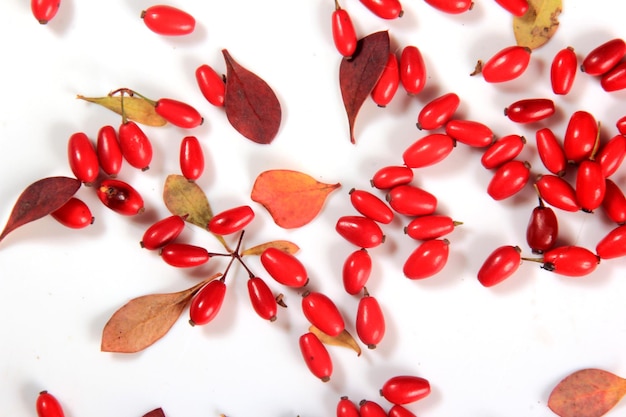 Ramo de bérberis (Berberis vulgaris) com frutos vermelhos maduros isolados em um fundo branco