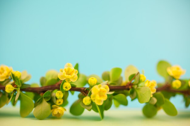 Ramo de bérberis de primavera