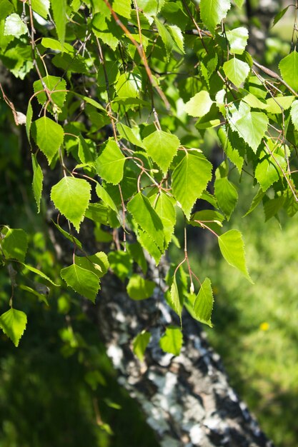 Ramo de bétula na floresta em dia de verão.