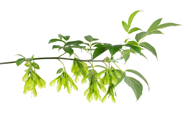 Ramo de bordo ashleaf isolado no fundo branco maple acer negundo folhas e sementes