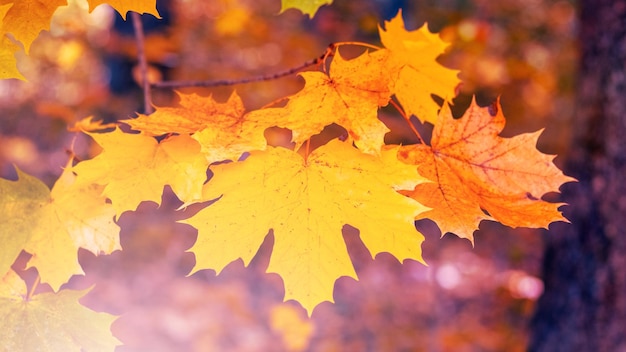 Ramo de bordo com folhas de outono coloridas floresta de outono