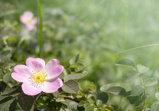 Ramo de cachorro-rosa com folha verde e flor rosa.