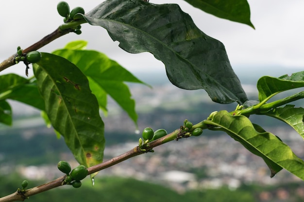 Ramo de café arábica Coffea arabica com frutos de café verde localizados na Colômbia