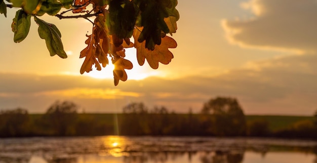 Ramo de carvalho com folhas secas de outono à beira do rio ao pôr do sol