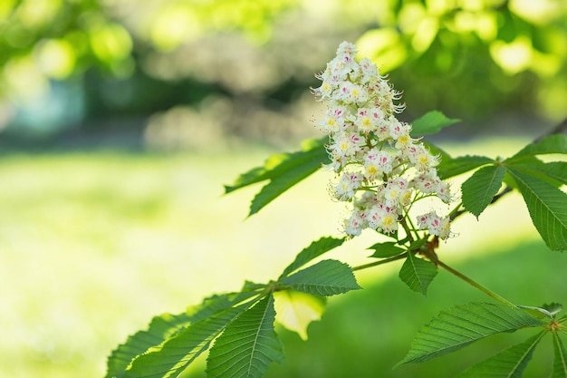 Ramo de castanheiro branco florescendo em um parque fundo desfocado Conceito de primavera Feche o espaço de cópia de foco seletivo