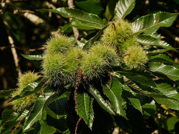 Ramo de castanheiro com a defesa espinhosa do seu fruto